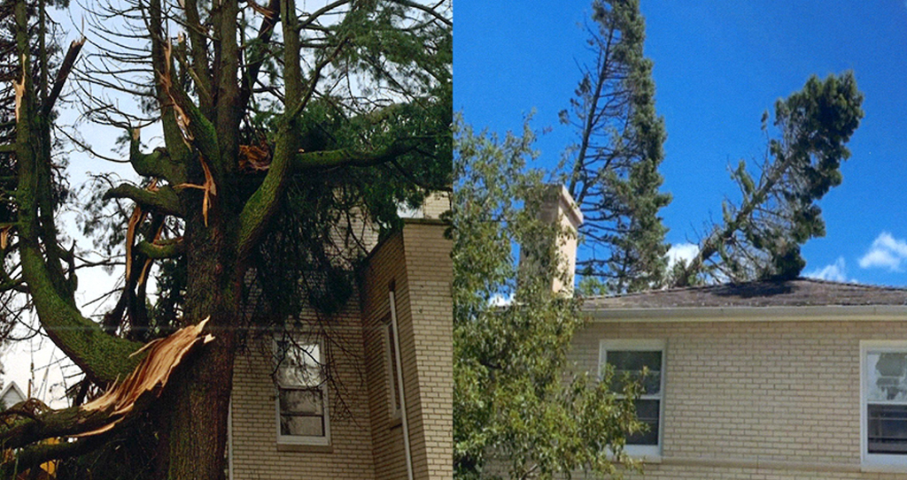 After a tree destroyed a fellow member's home, their Court came to the rescue to help with repairs and clean-up.
